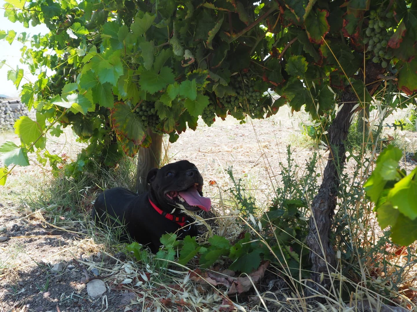 Vintage 2024: A Hot, Dry, and Early Harvest Vintage 2024: A Hot, Dry, And Early Harvest