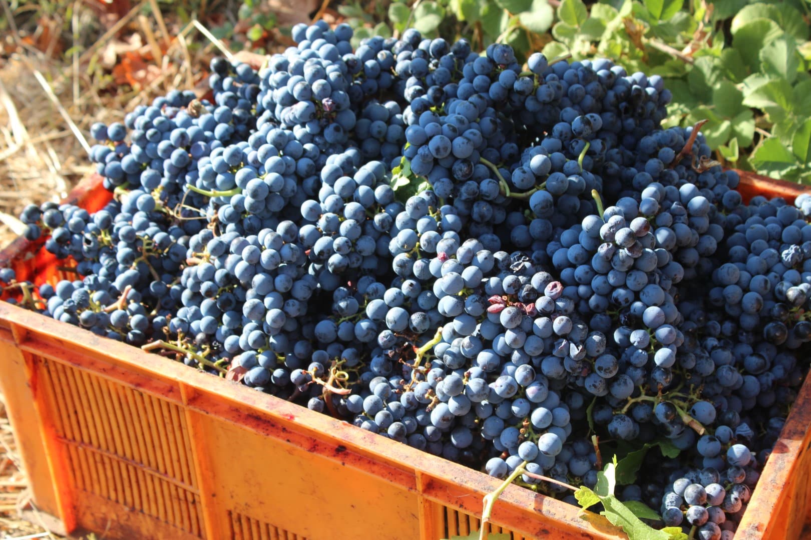 Vintage 2024: A Hot, Dry, and Early Harvest Vintage 2024: A Hot, Dry, And Early Harvest