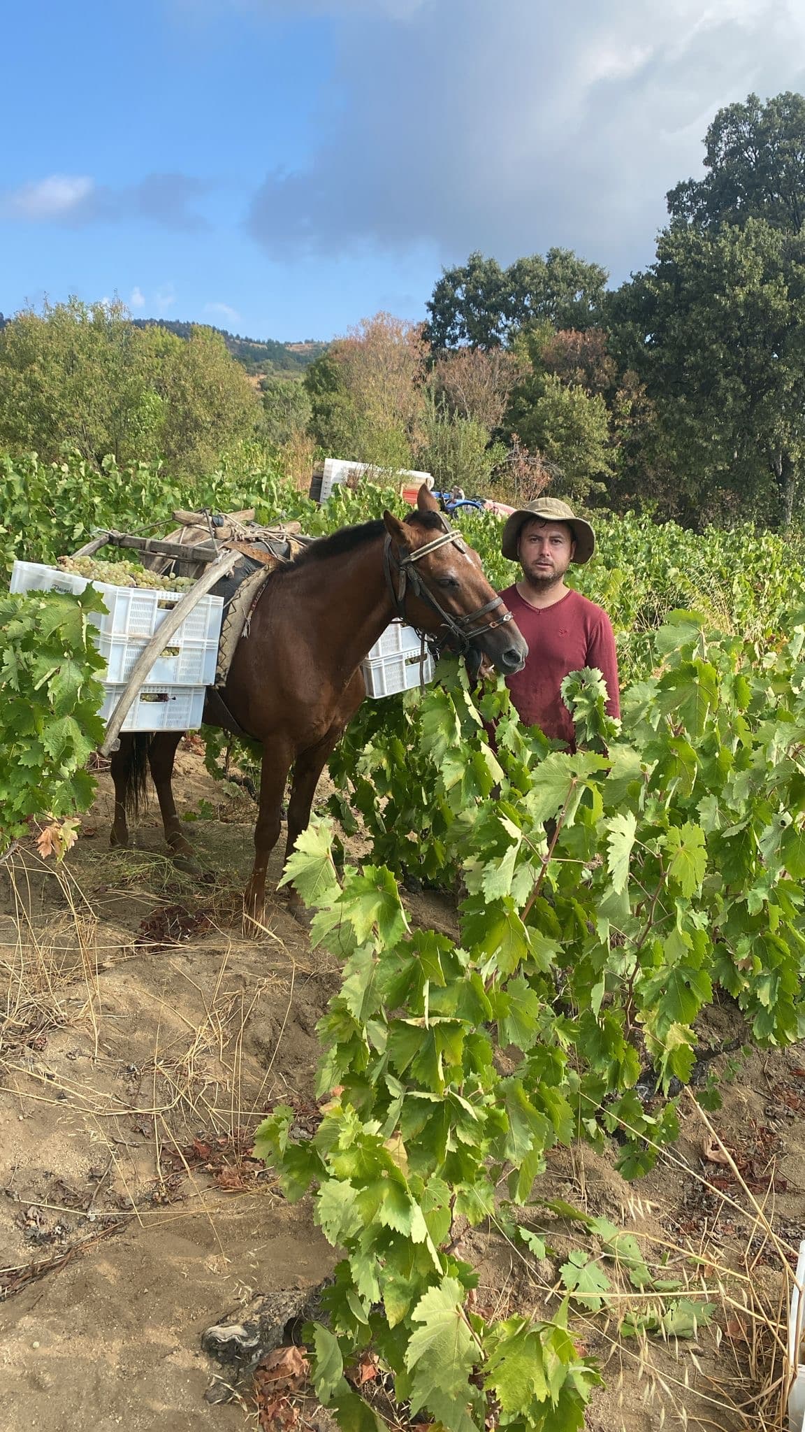 Vintage 2024: A Hot, Dry, and Early Harvest Vintage 2024: A Hot, Dry, And Early Harvest