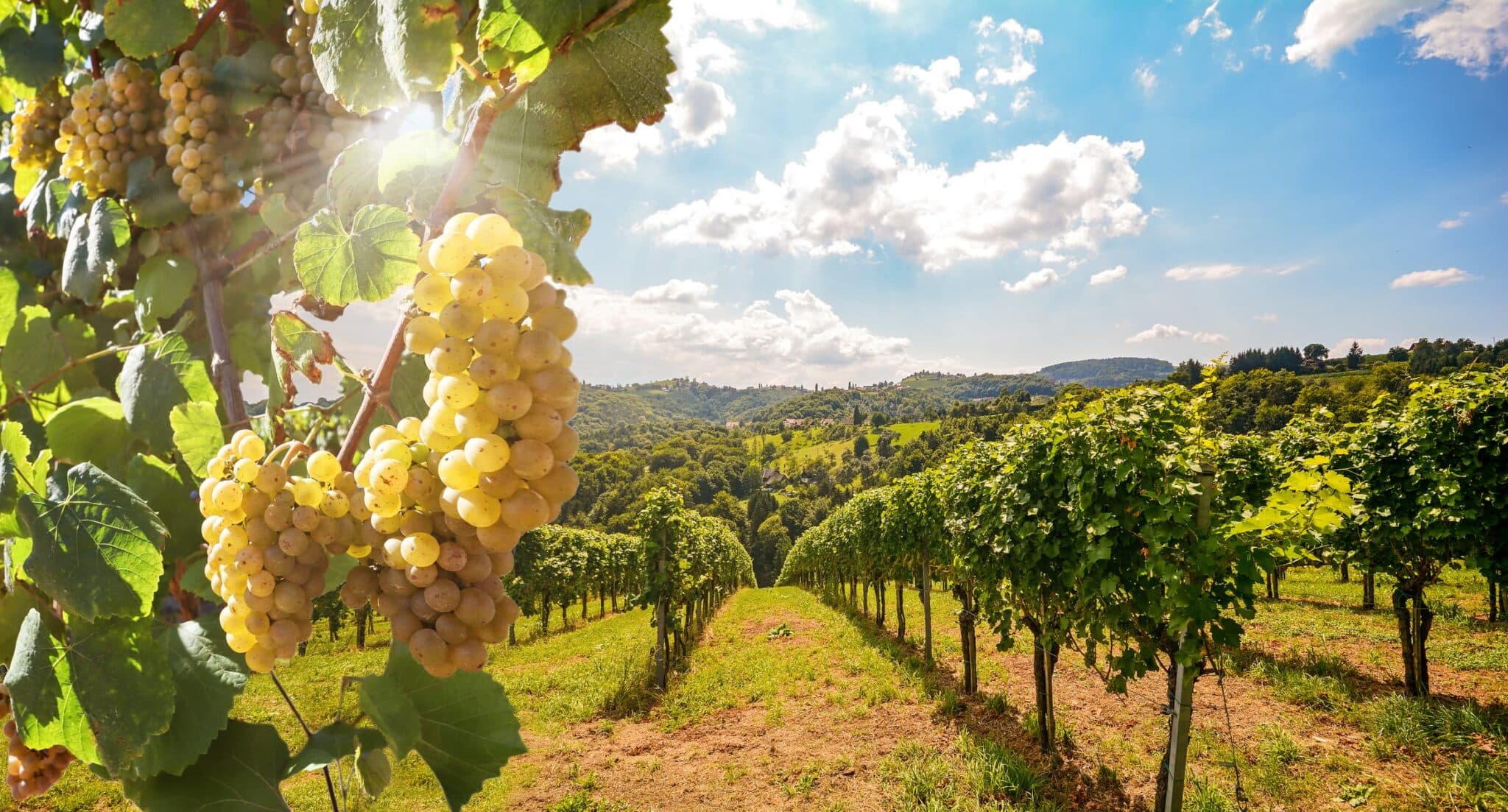 Vintage 2024: A Hot, Dry, and Early Harvest Vintage 2024: A Hot, Dry, And Early Harvest