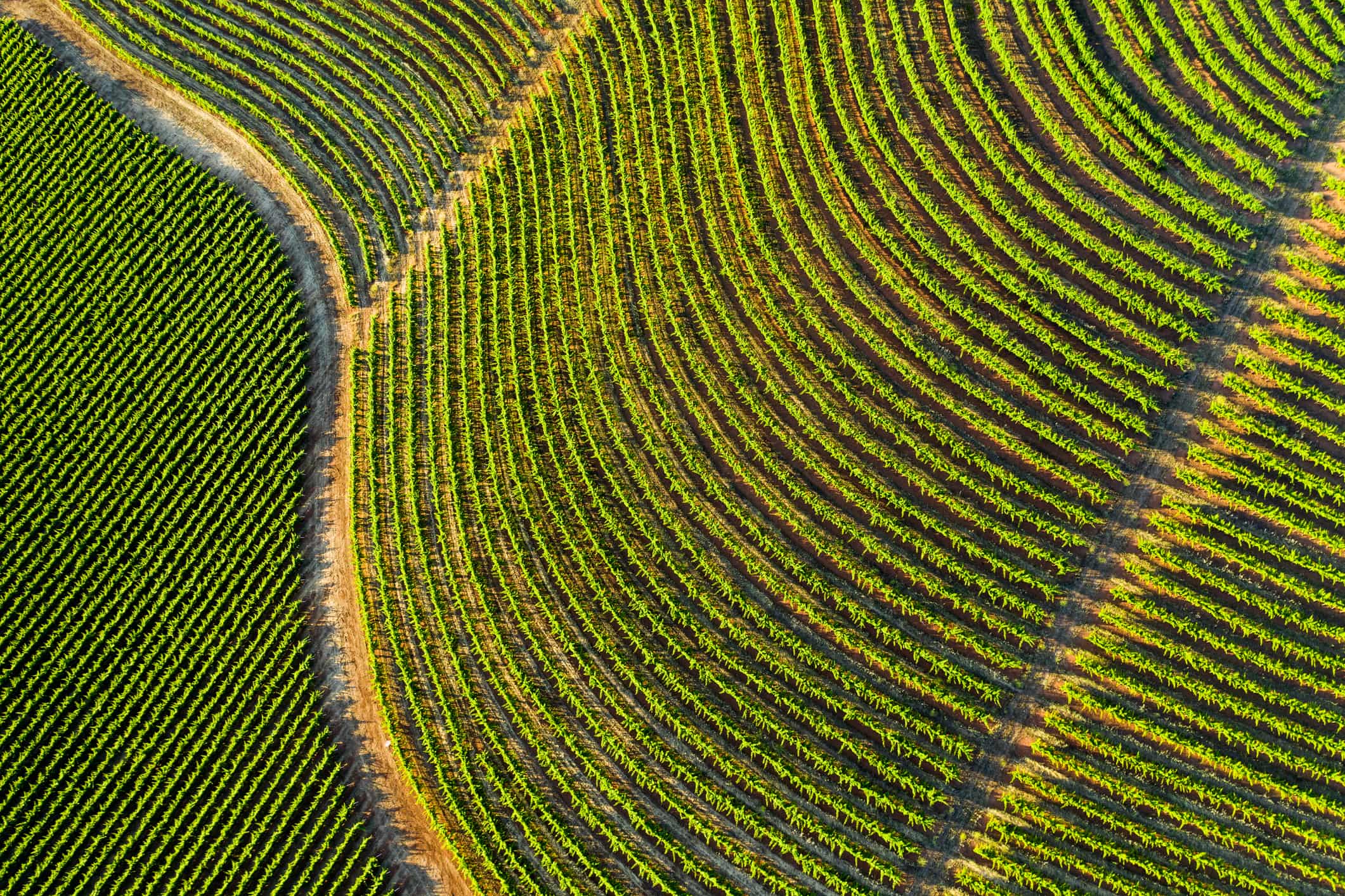 Glossary of Wine Terminology Glossary Of Wine Terminology