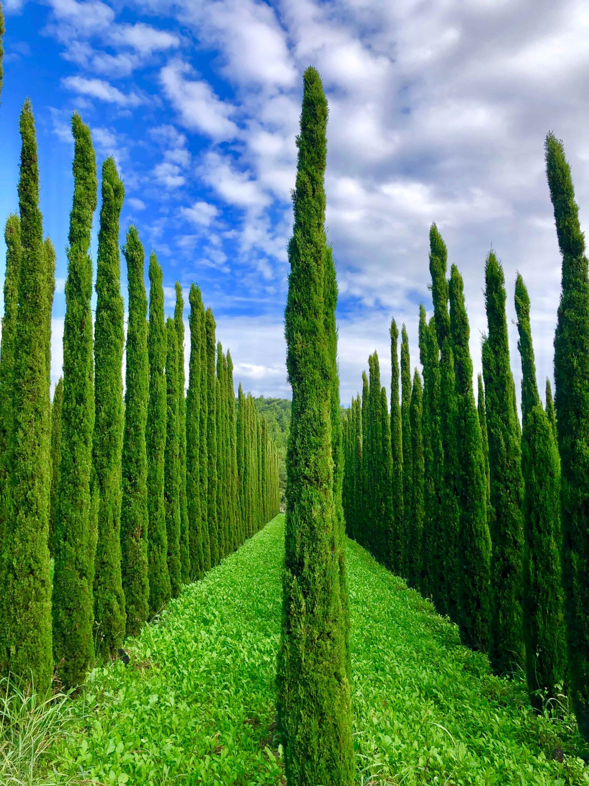 Journey Of Wine And Nature In Urla With Can Ortabaş