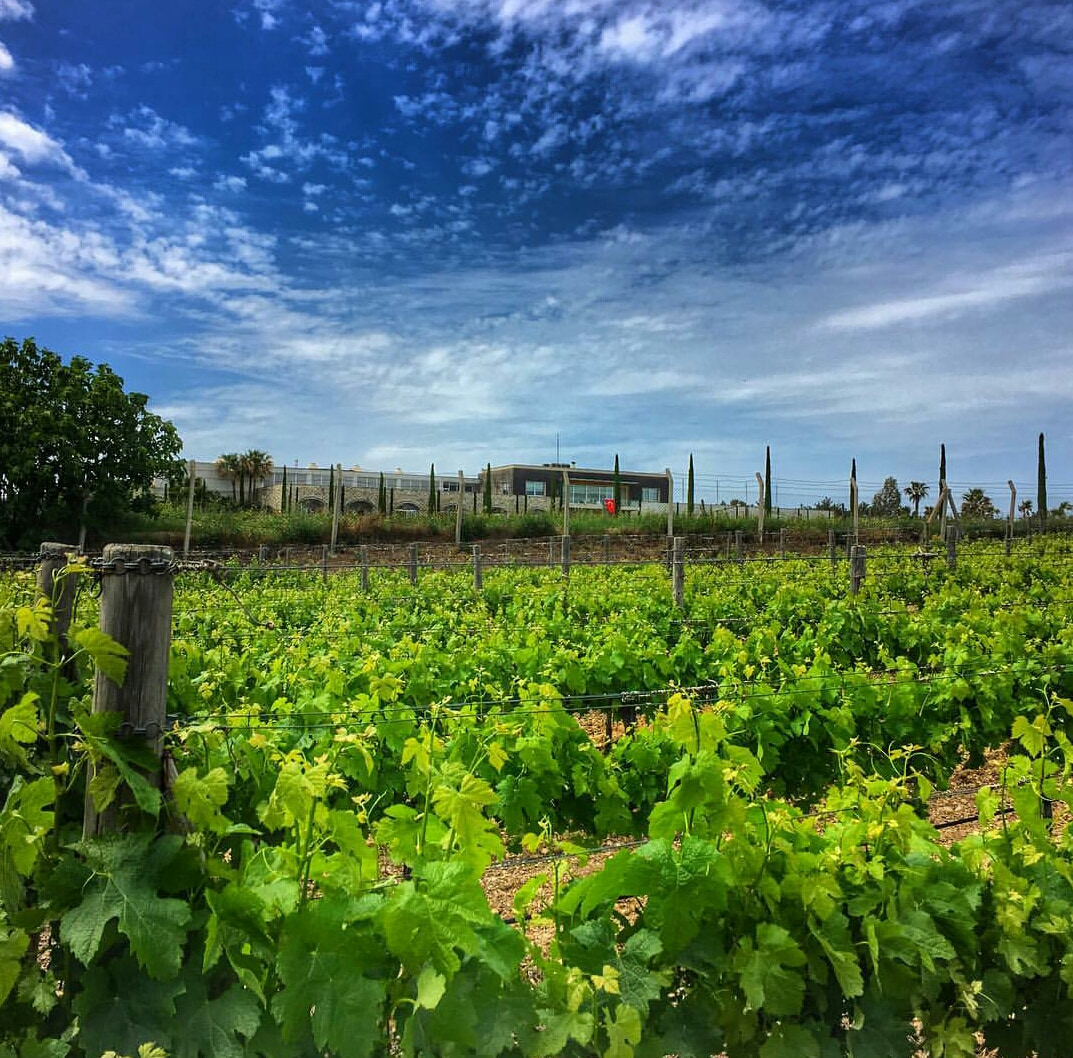 Journey Of Wine And Nature In Urla With Can Ortabaş