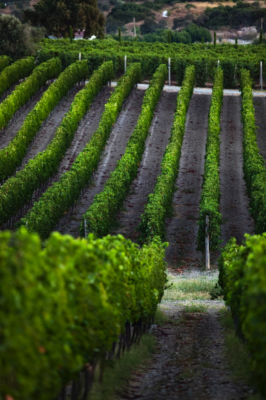 Journey Of Wine And Nature In Urla With Can Ortabaş