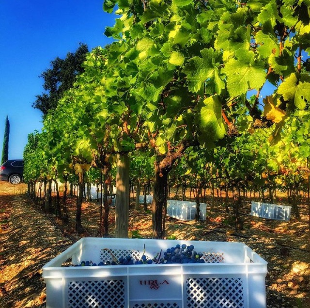 Journey Of Wine And Nature In Urla With Can Ortabaş