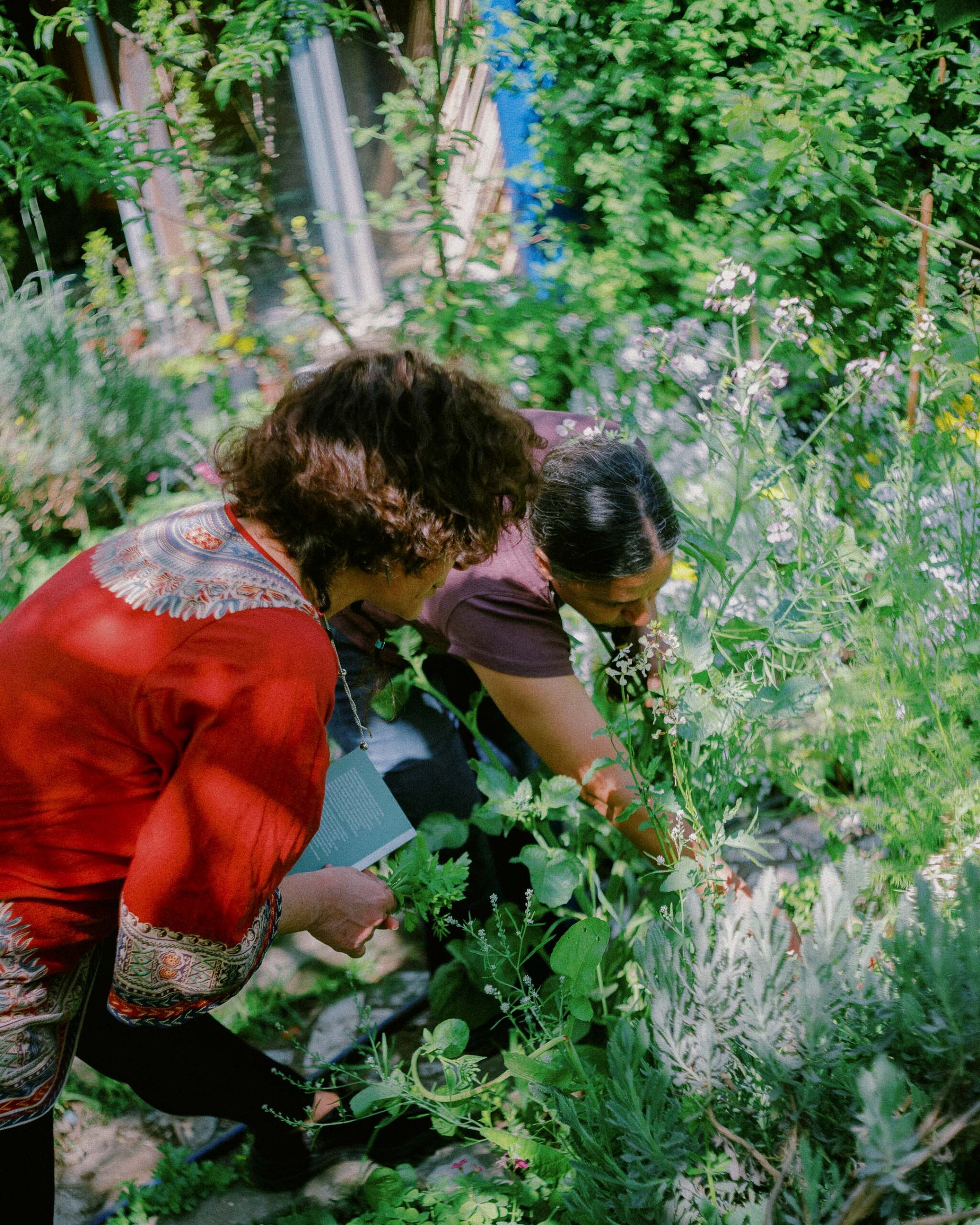 Bahçede Hayatlar: The Journey of Real Food from Seed to Table Bahçede Hayatlar: The Journey Of Real Food From Seed To Table