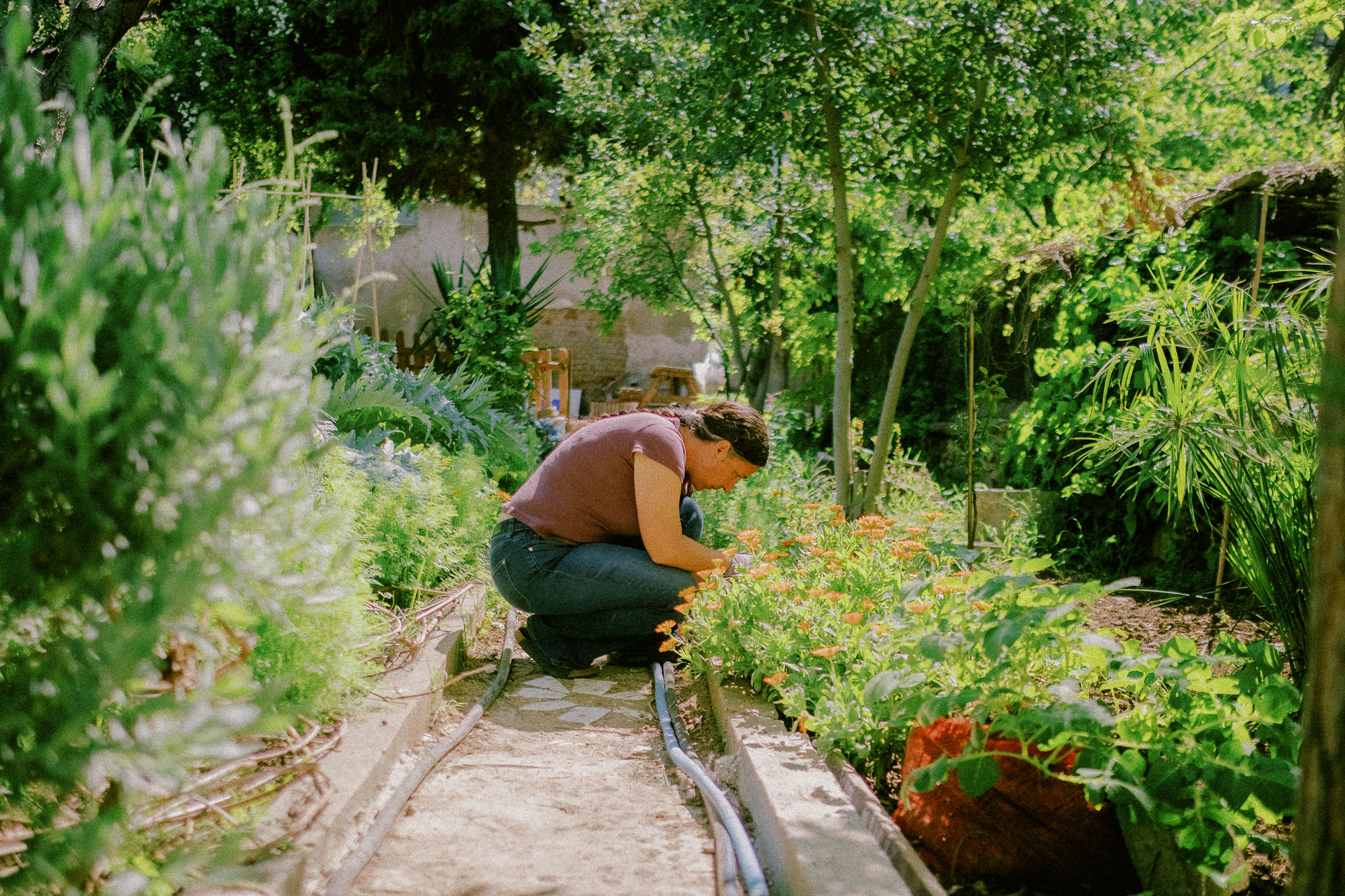 Bahçede Hayatlar: The Journey of Real Food from Seed to Table Bahçede Hayatlar: The Journey Of Real Food From Seed To Table