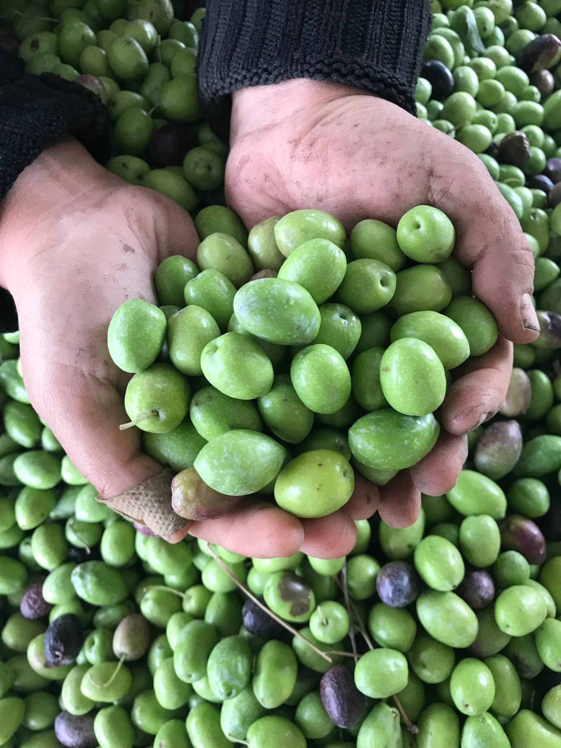 In The Heart Of Endless Olive Groves: Funoli Olive Oils