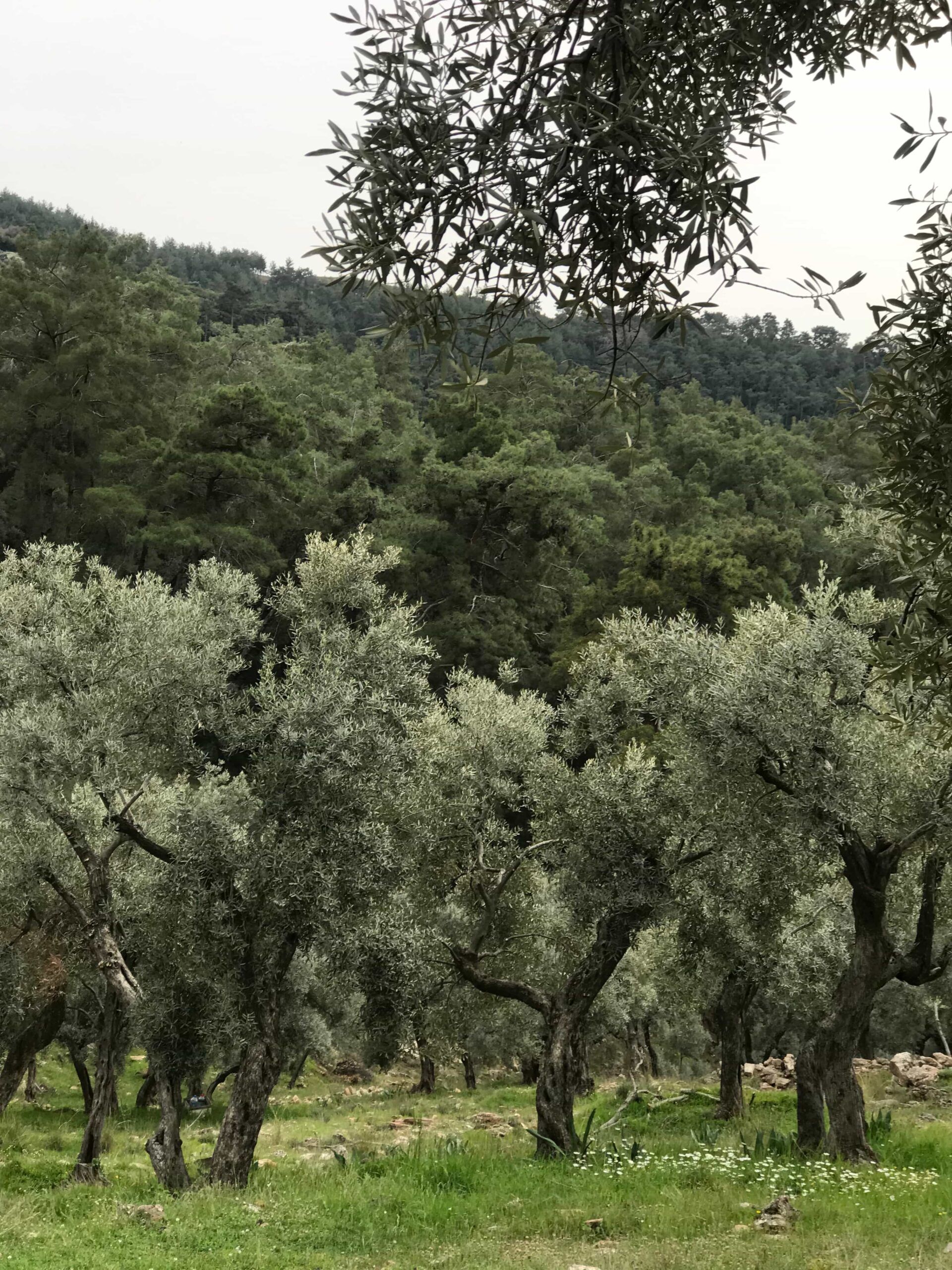 In The Heart Of Endless Olive Groves: Funoli Olive Oils