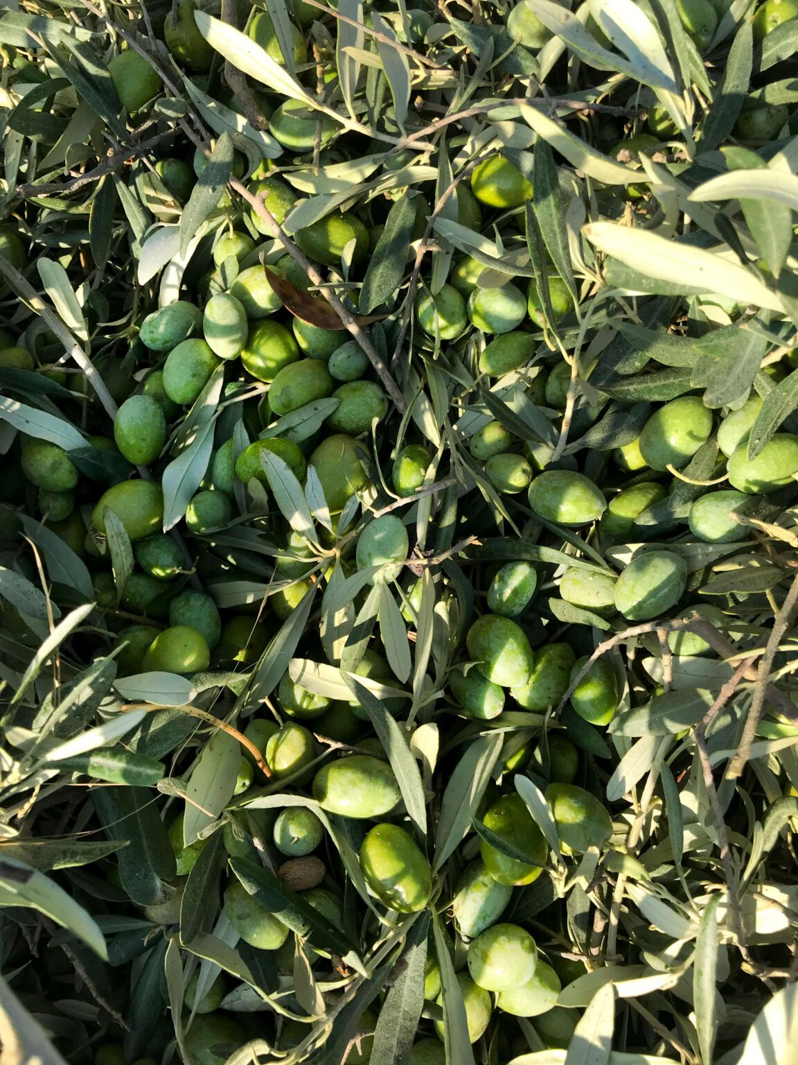 In The Heart Of Endless Olive Groves: Funoli Olive Oils