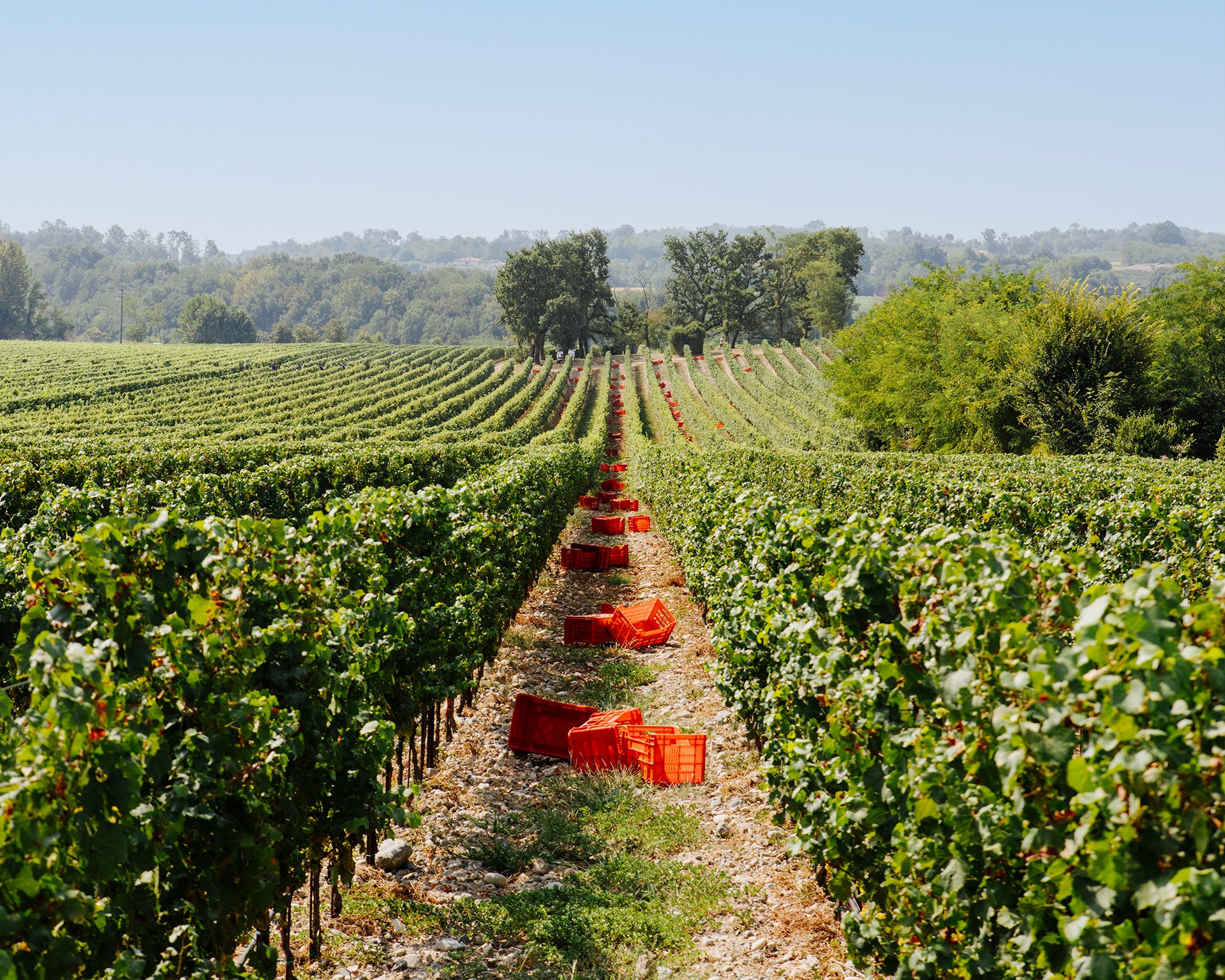 The Most Elegant Form Of Sparkling Wine: Franciacorta