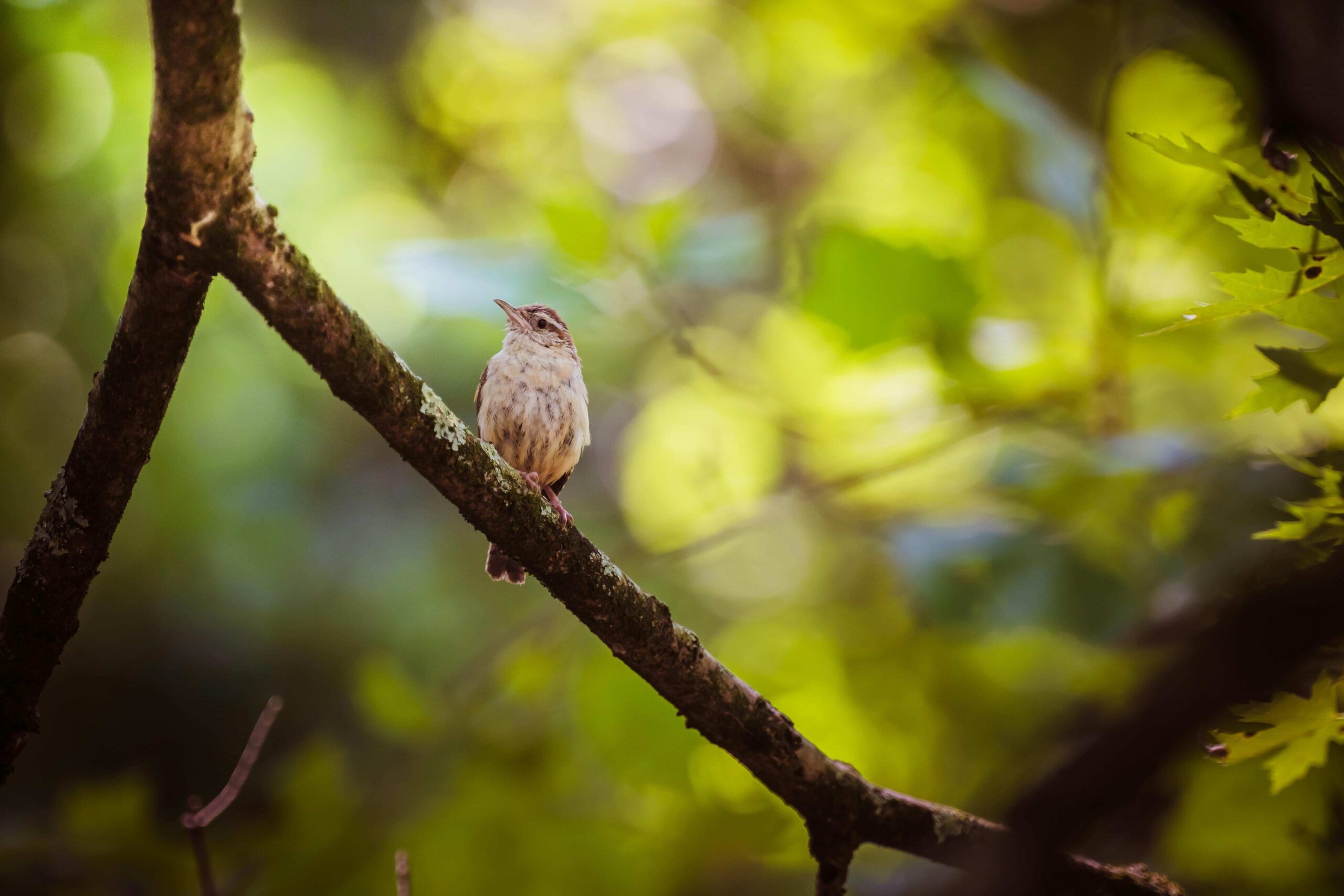Sürdürülebilirlik Üzerine Podcast'Ler