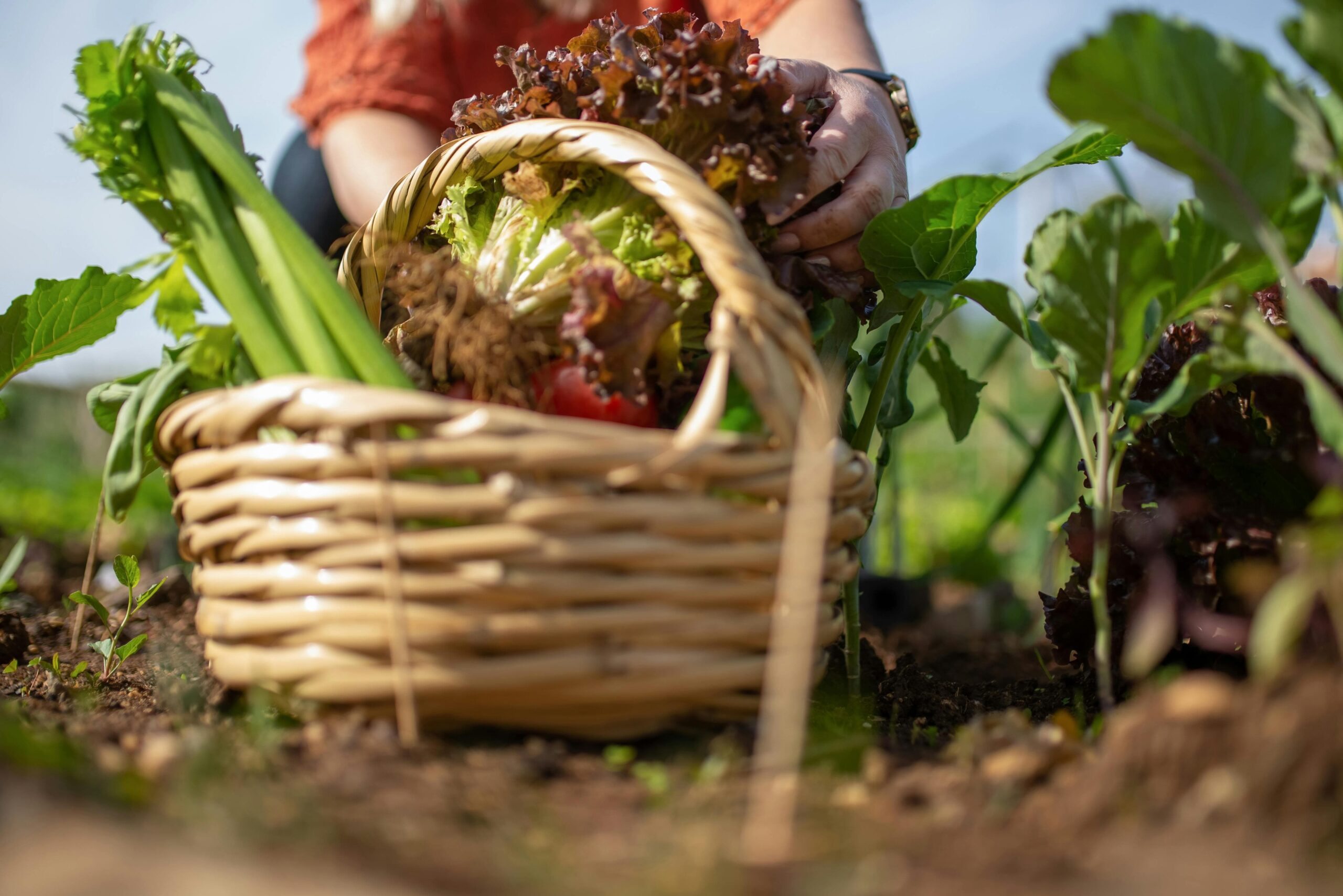 Geleceğe Dönüş: Sürdürülebilirlik Üzerine Podcast'Ler
