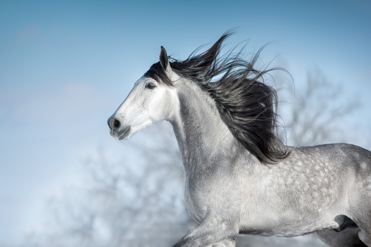 Büyüleyici Safkan Irklar: Dünyanın En Pahalı Atları