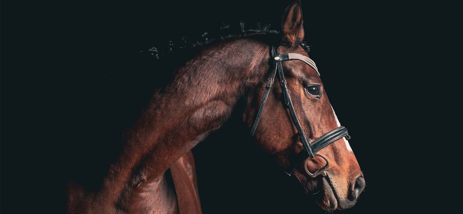 Büyüleyici Safkan Irklar: Dünyanın En Pahalı Atları