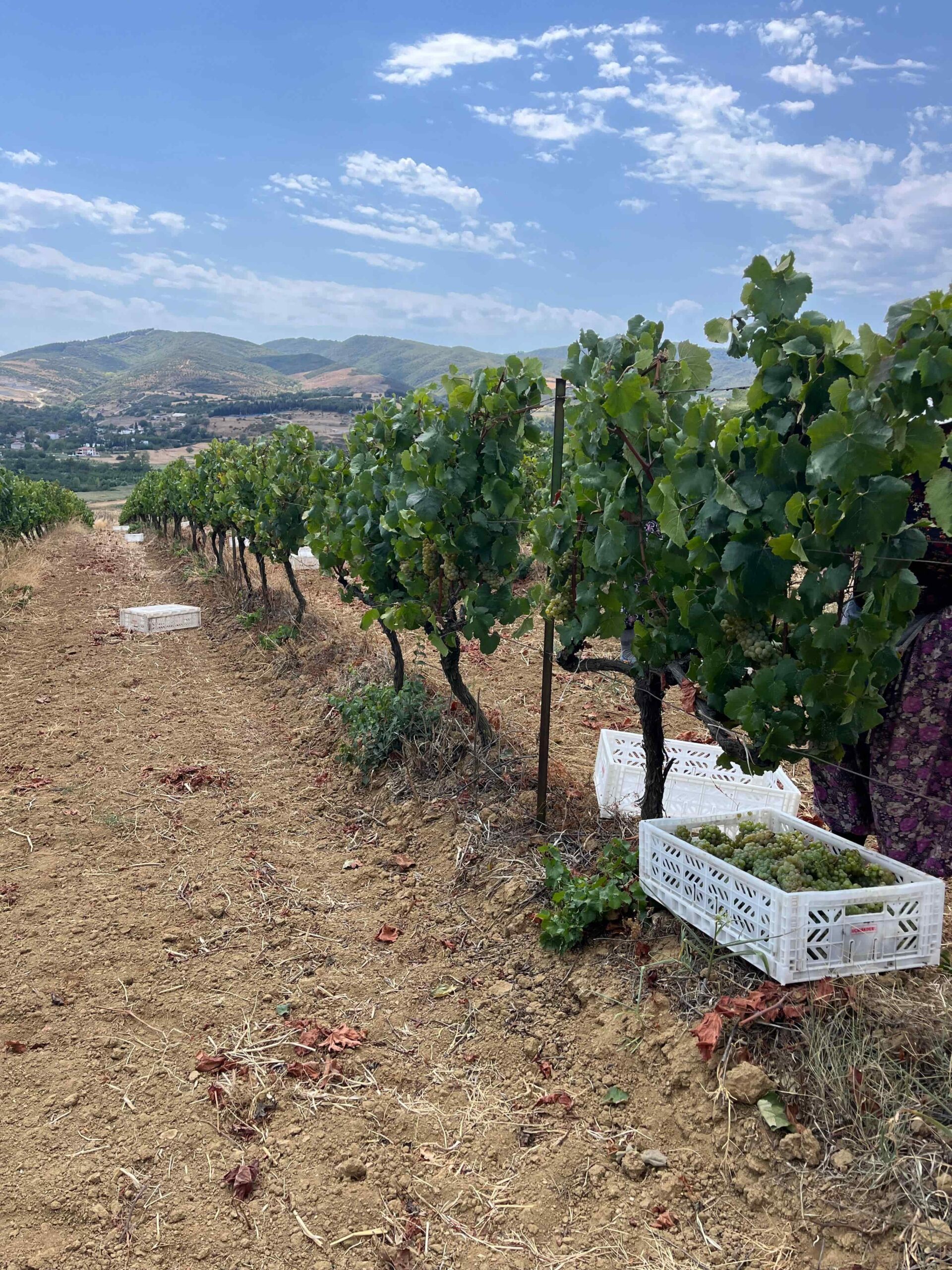 2025 Bağbozumu Panoraması 2025 Bağbozumu Panoraması