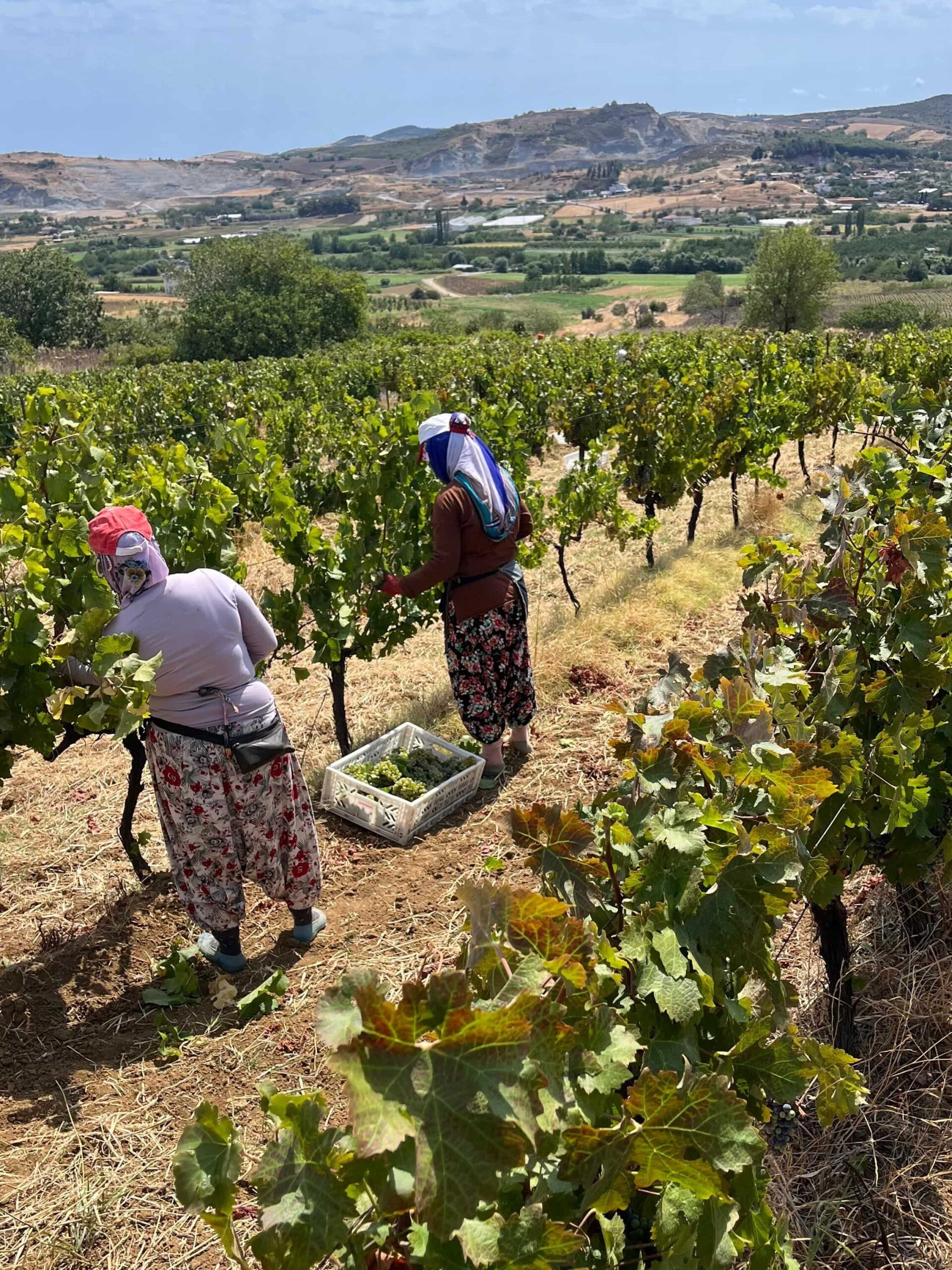 2025 Bağbozumu Panoraması 2025 Bağbozumu Panoraması