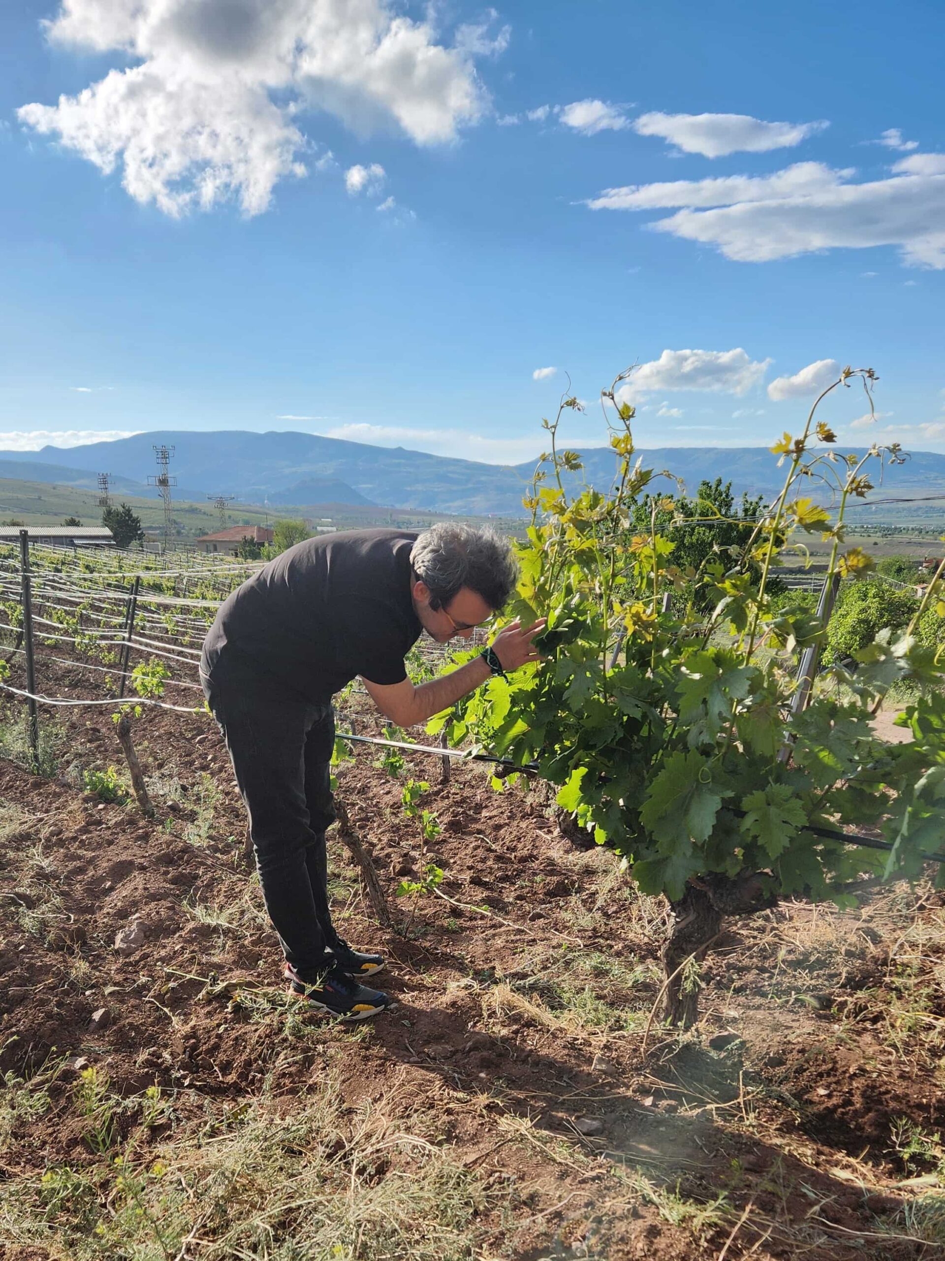 2025 Bağbozumu Panoraması 2025 Bağbozumu Panoraması