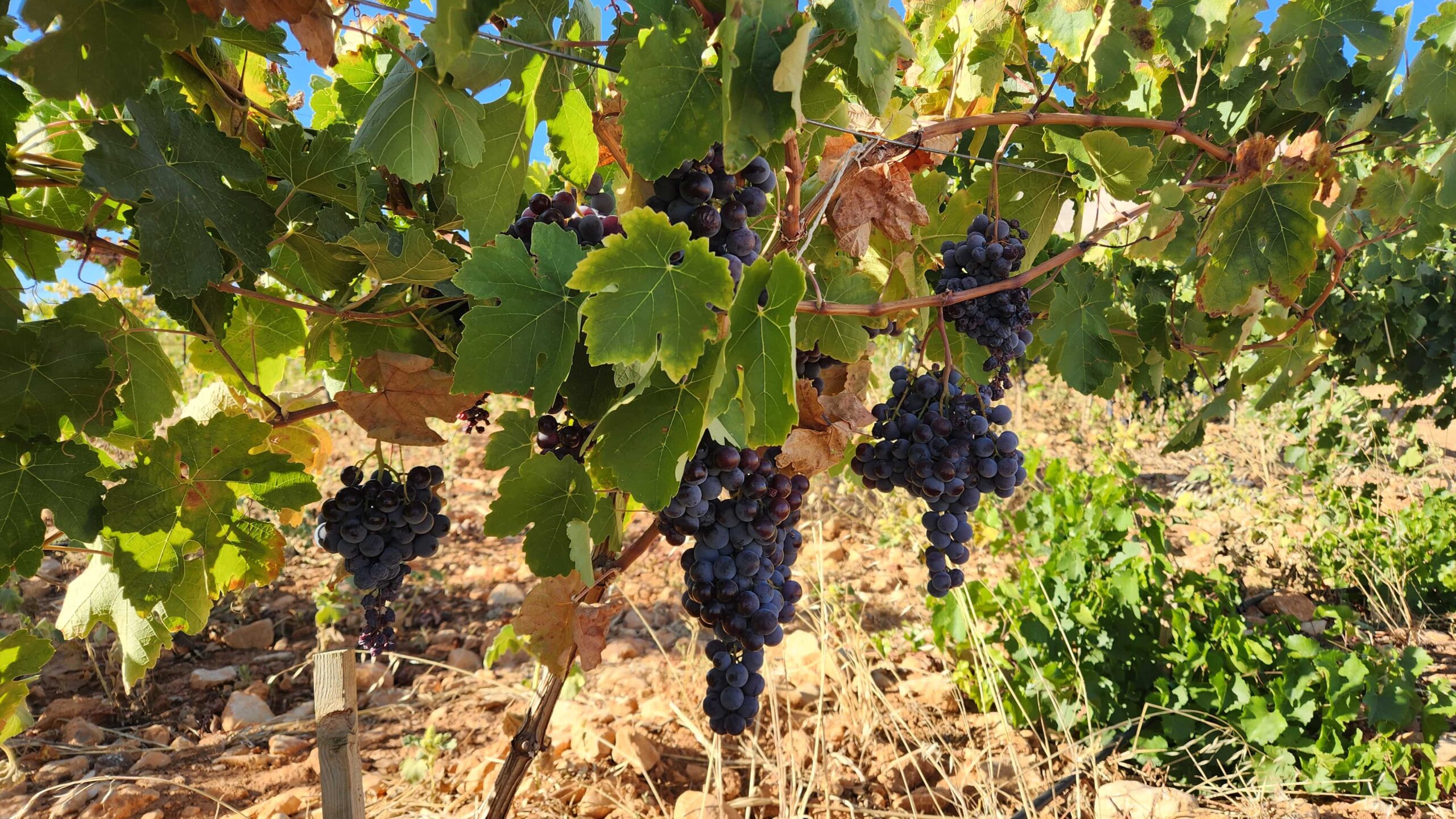 2025 Bağbozumu Panoraması 2025 Bağbozumu Panoraması