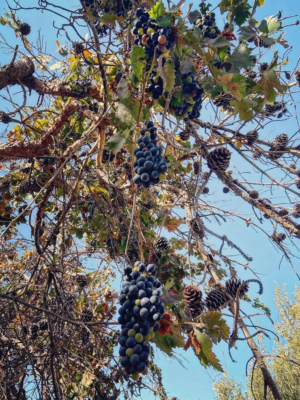 2025 Bağbozumu Panoraması 2025 Bağbozumu Panoraması