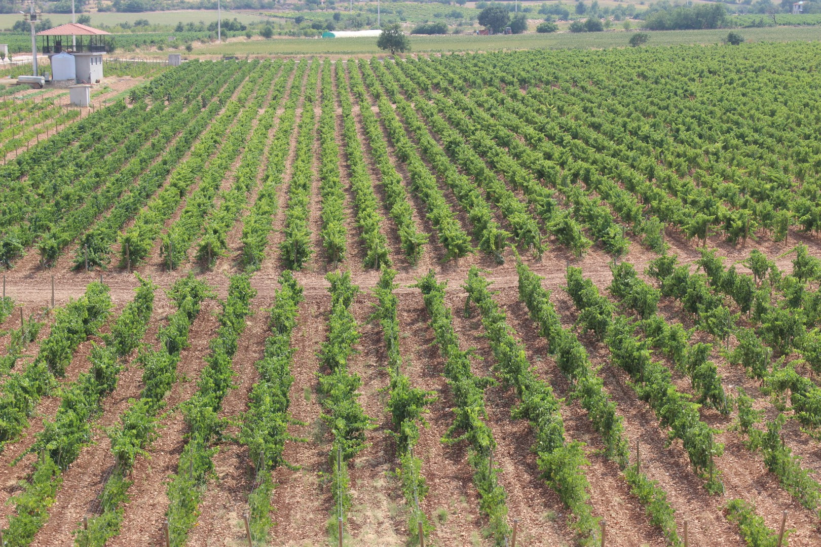 2025 Bağbozumu Panoraması 2025 Bağbozumu Panoraması