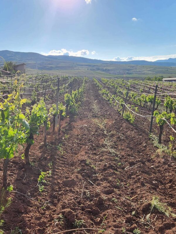 2025 Harvest Panorama 2025 Harvest Panorama