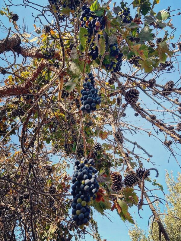 2025 Harvest Panorama 2025 Harvest Panorama