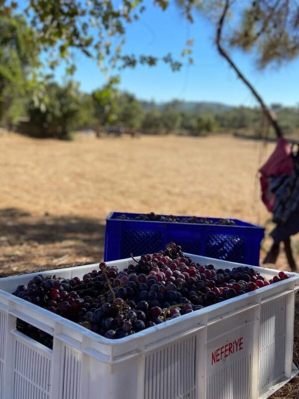 2025 Harvest Panorama 2025 Harvest Panorama