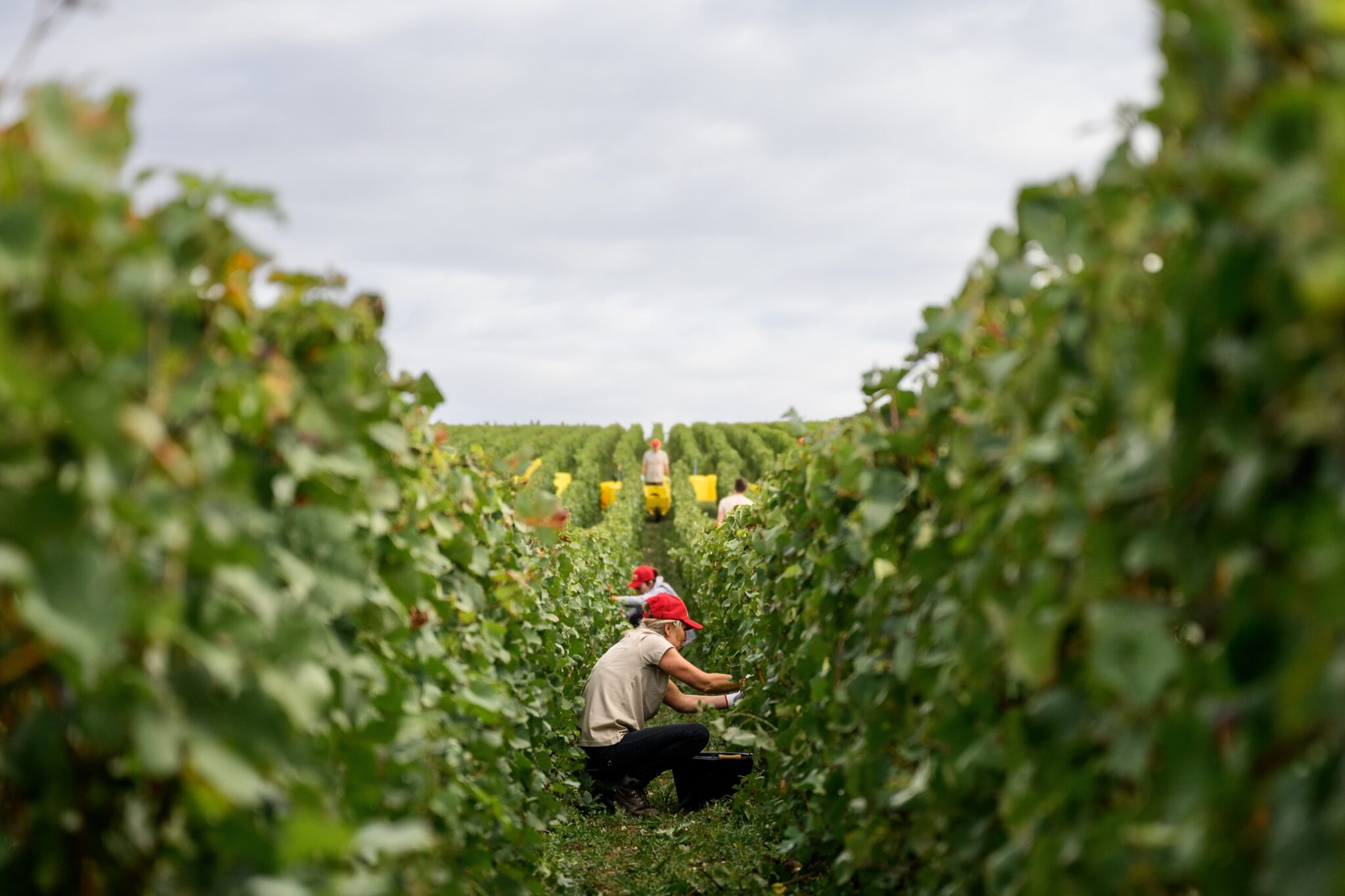 Four Countries, Seven Producers, And The 2025 Harvest