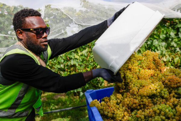 Four Countries, Seven Producers, And The 2025 Harvest
