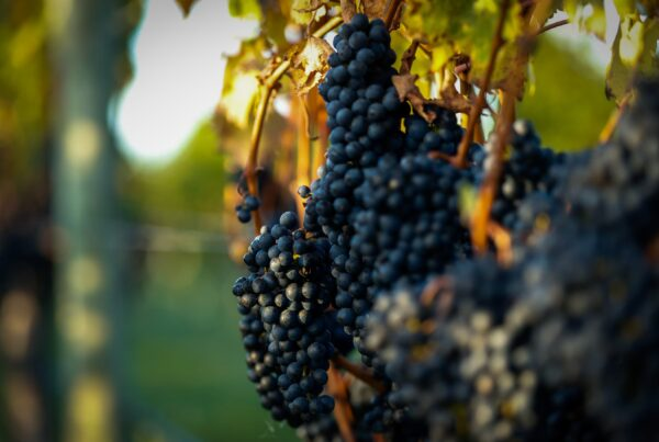 Four Countries, Seven Producers, And The 2025 Harvest