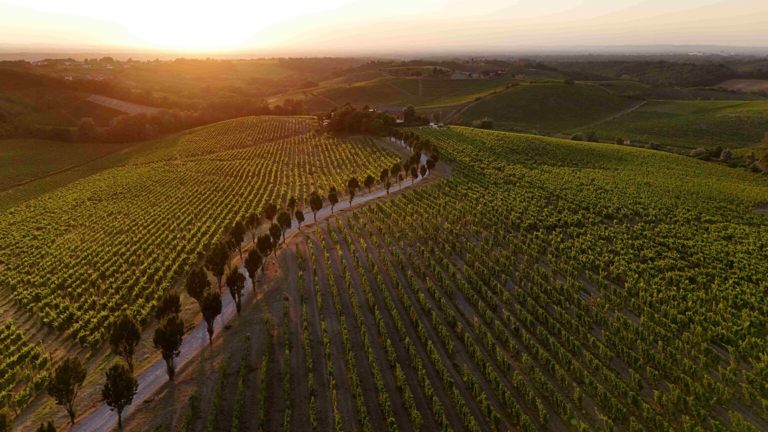 Four Countries, Seven Producers, And The 2025 Harvest