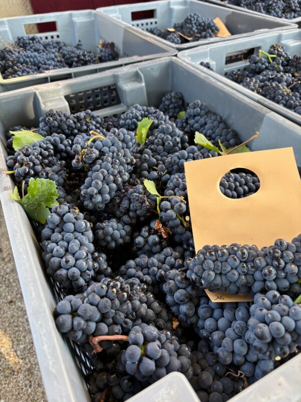 Four Countries, Seven Producers, And The 2025 Harvest