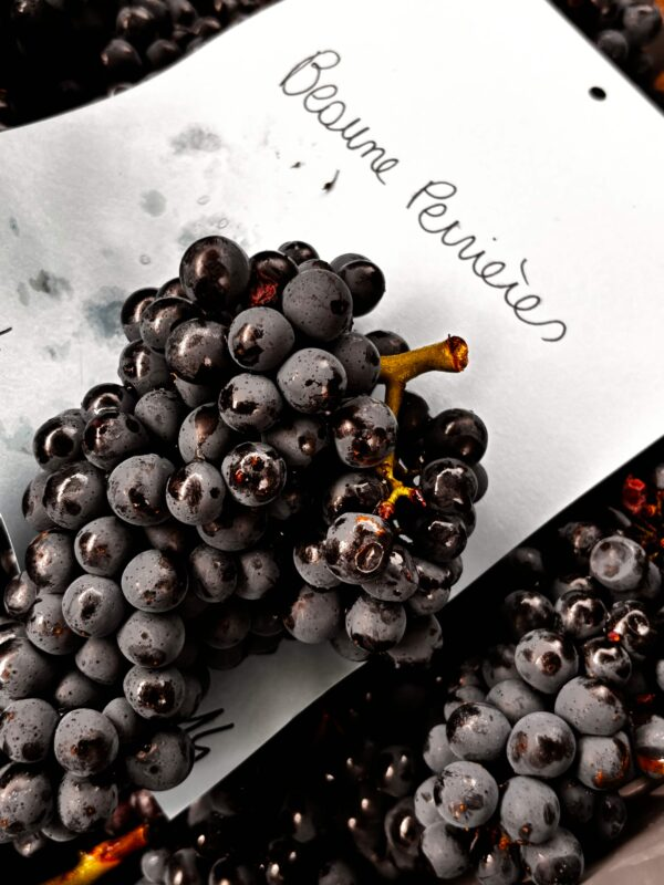 Four Countries, Seven Producers, And The 2025 Harvest