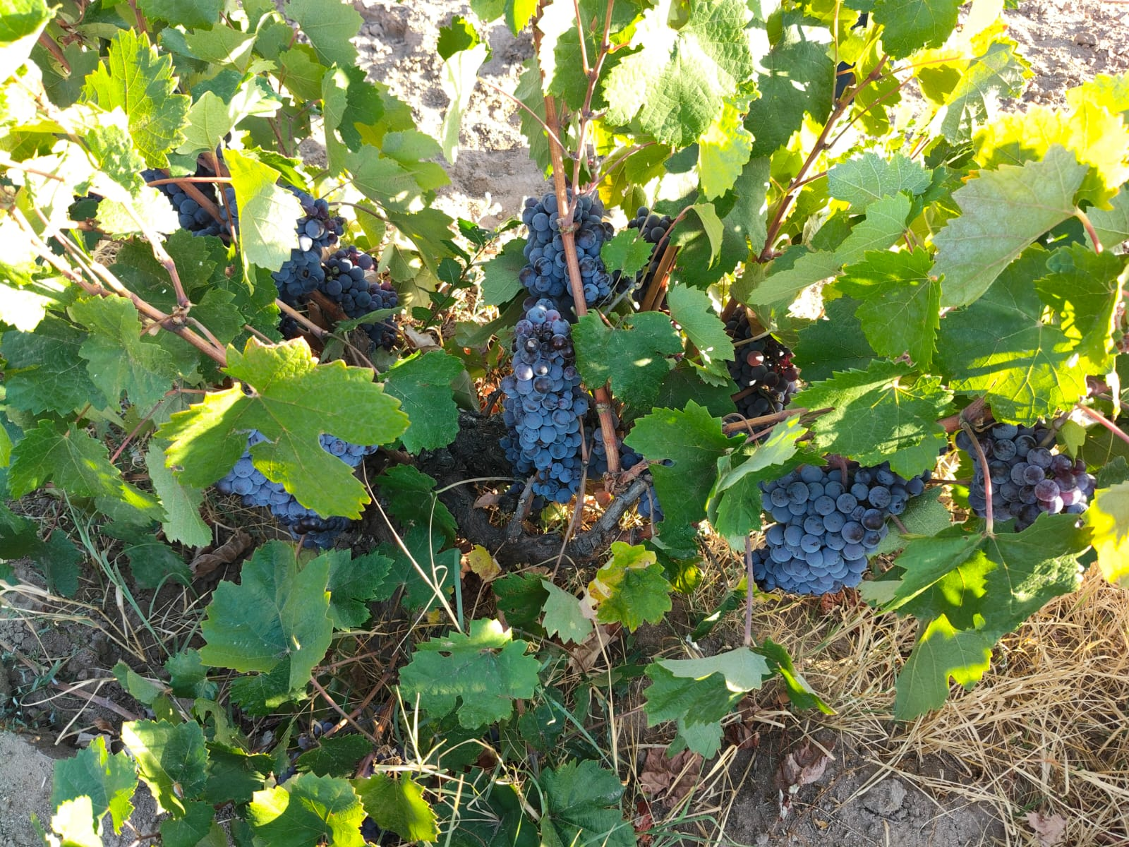 2025 Harvest Panorama 2025 Harvest Panorama