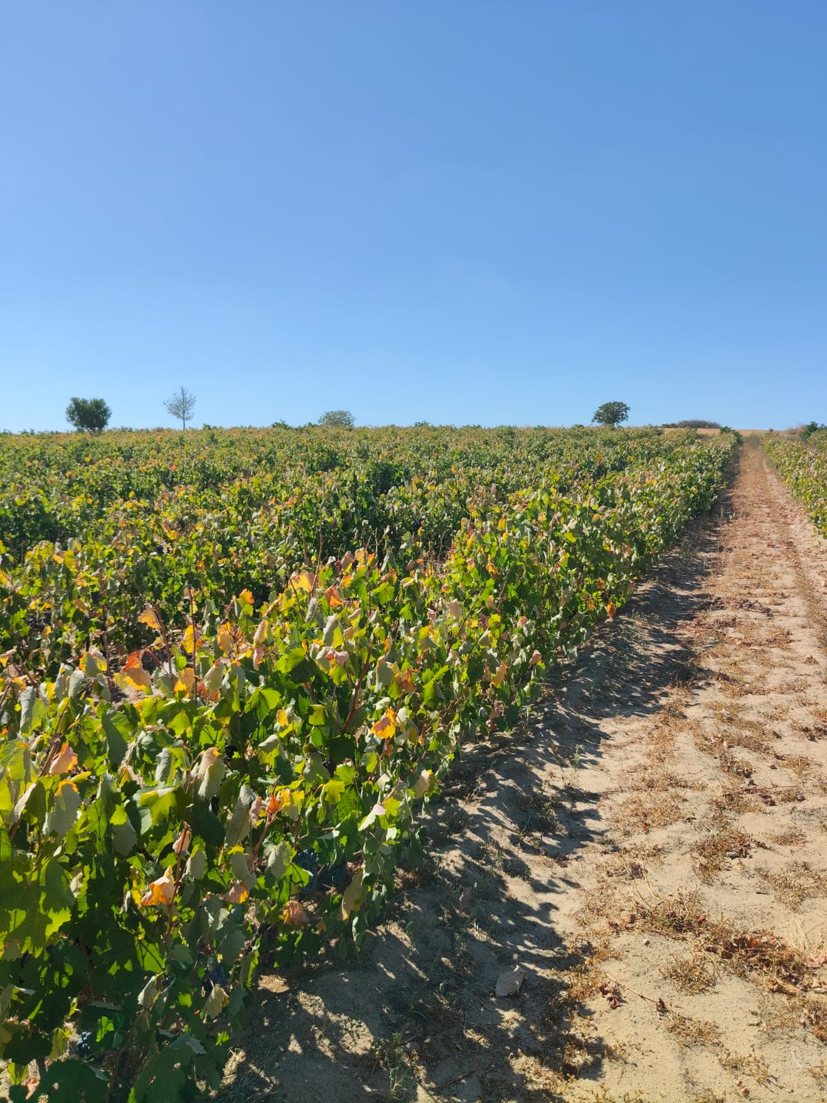 2025 Harvest Panorama 2025 Harvest Panorama