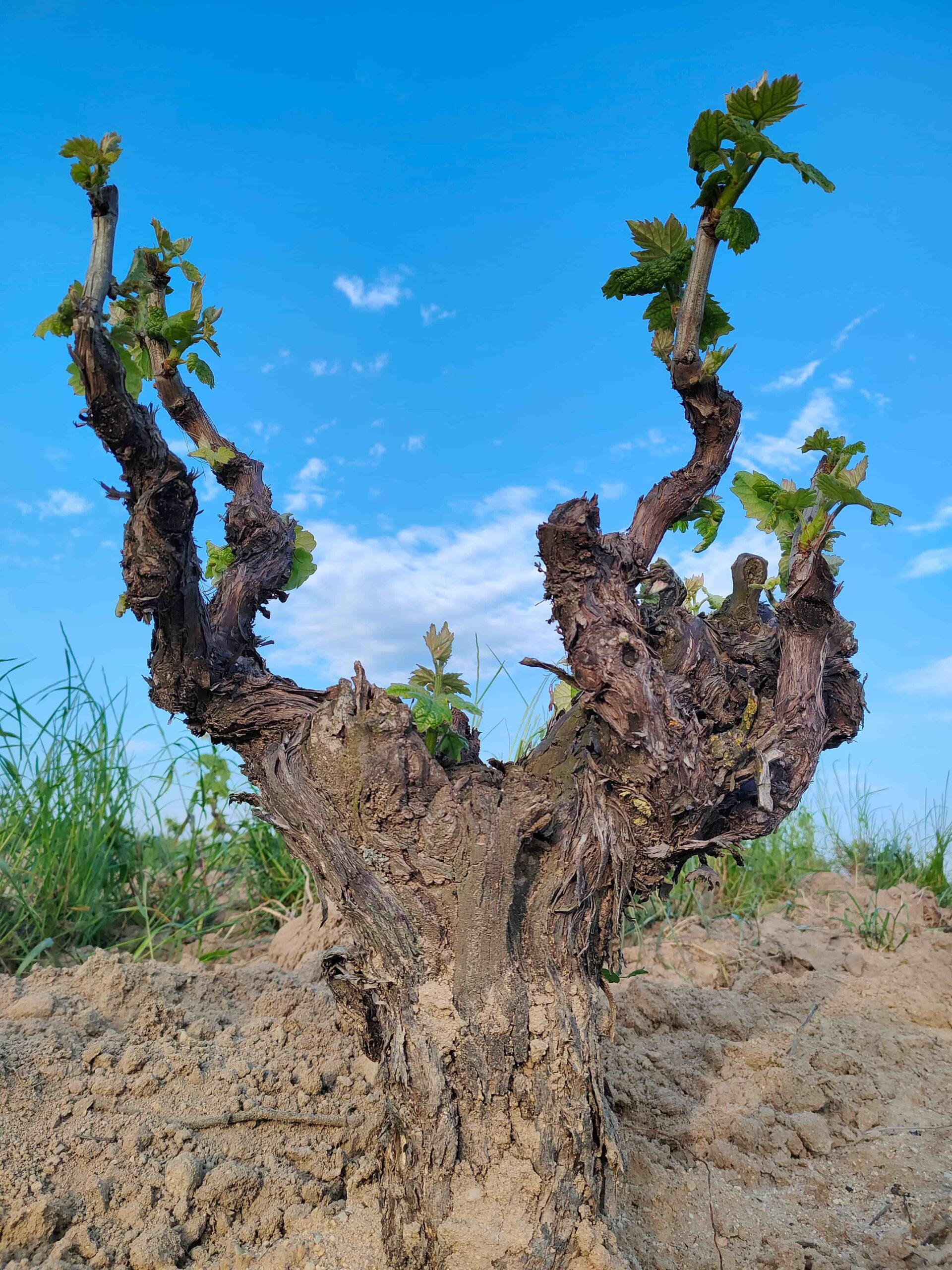 2025 Harvest Panorama 2025 Harvest Panorama