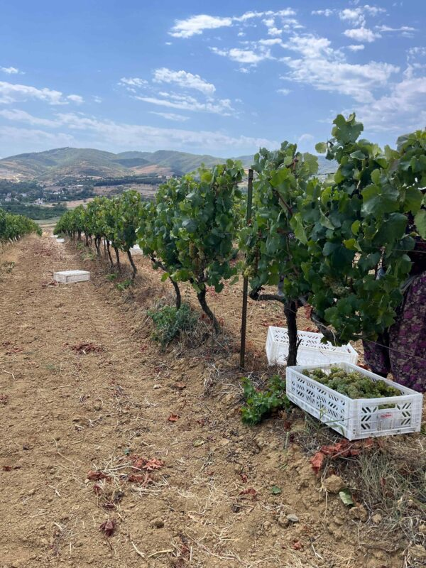 2025 Harvest Panorama 2025 Harvest Panorama