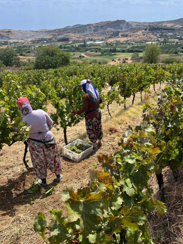 2025 Harvest Panorama 2025 Harvest Panorama
