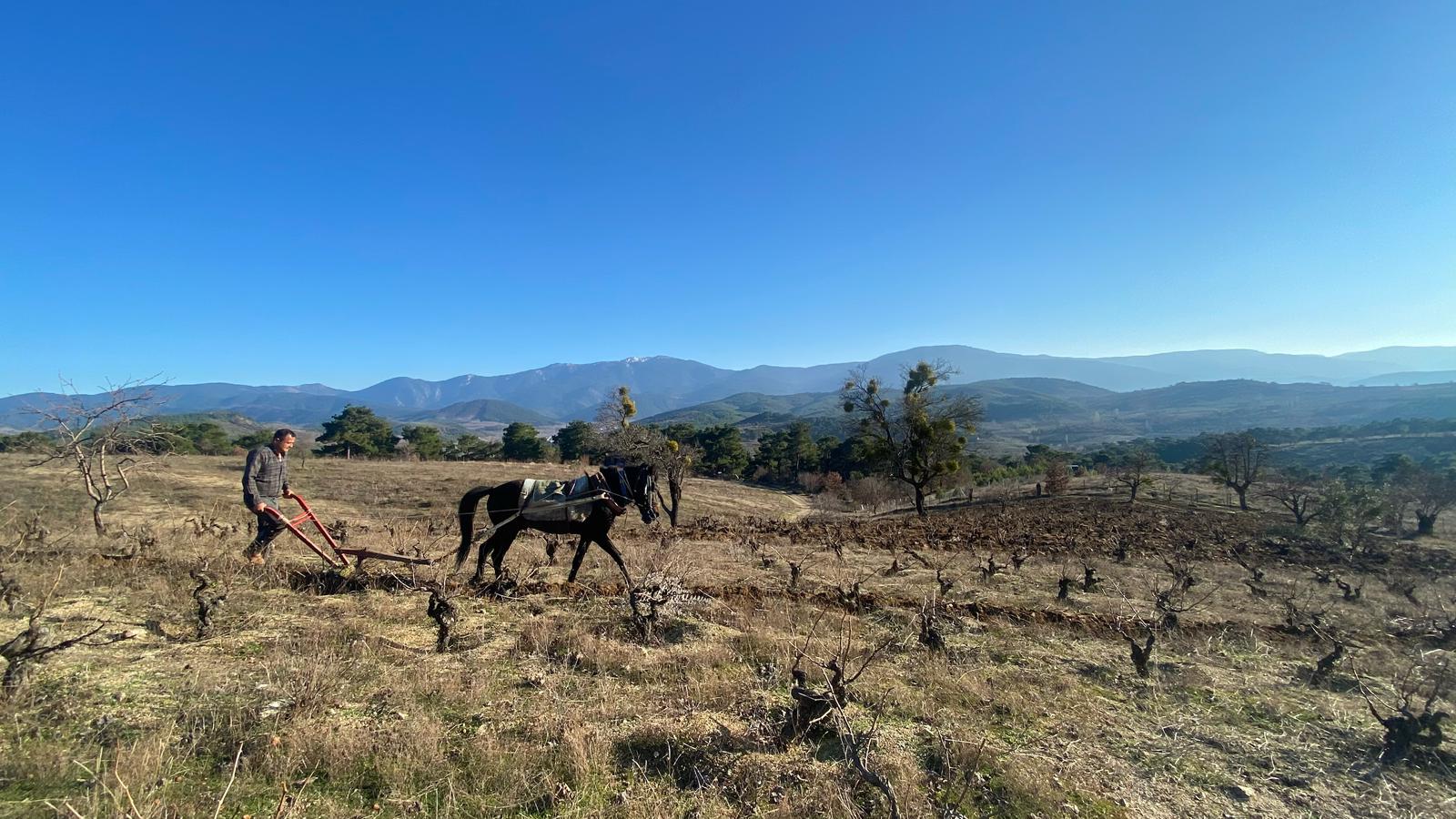 Yükselen Doğal Şarap Akımı