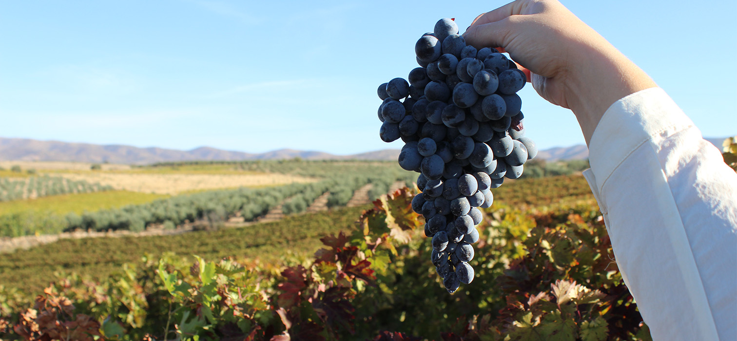 Yükselen Doğal Şarap Akımı