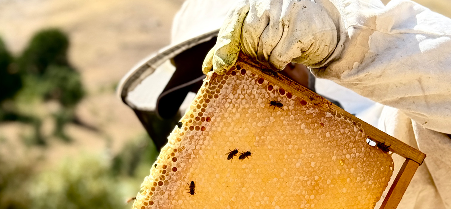 Munzur’s Soul-Carrying Honey: İksor