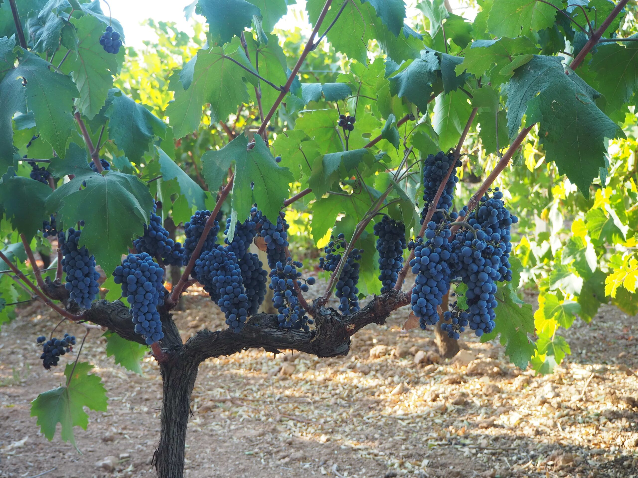 The Rising Natural Wine Movement