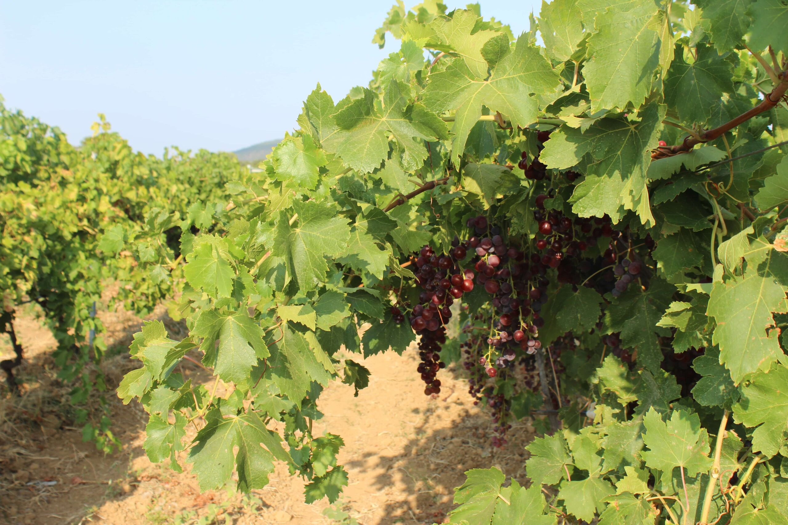 The Rising Natural Wine Movement