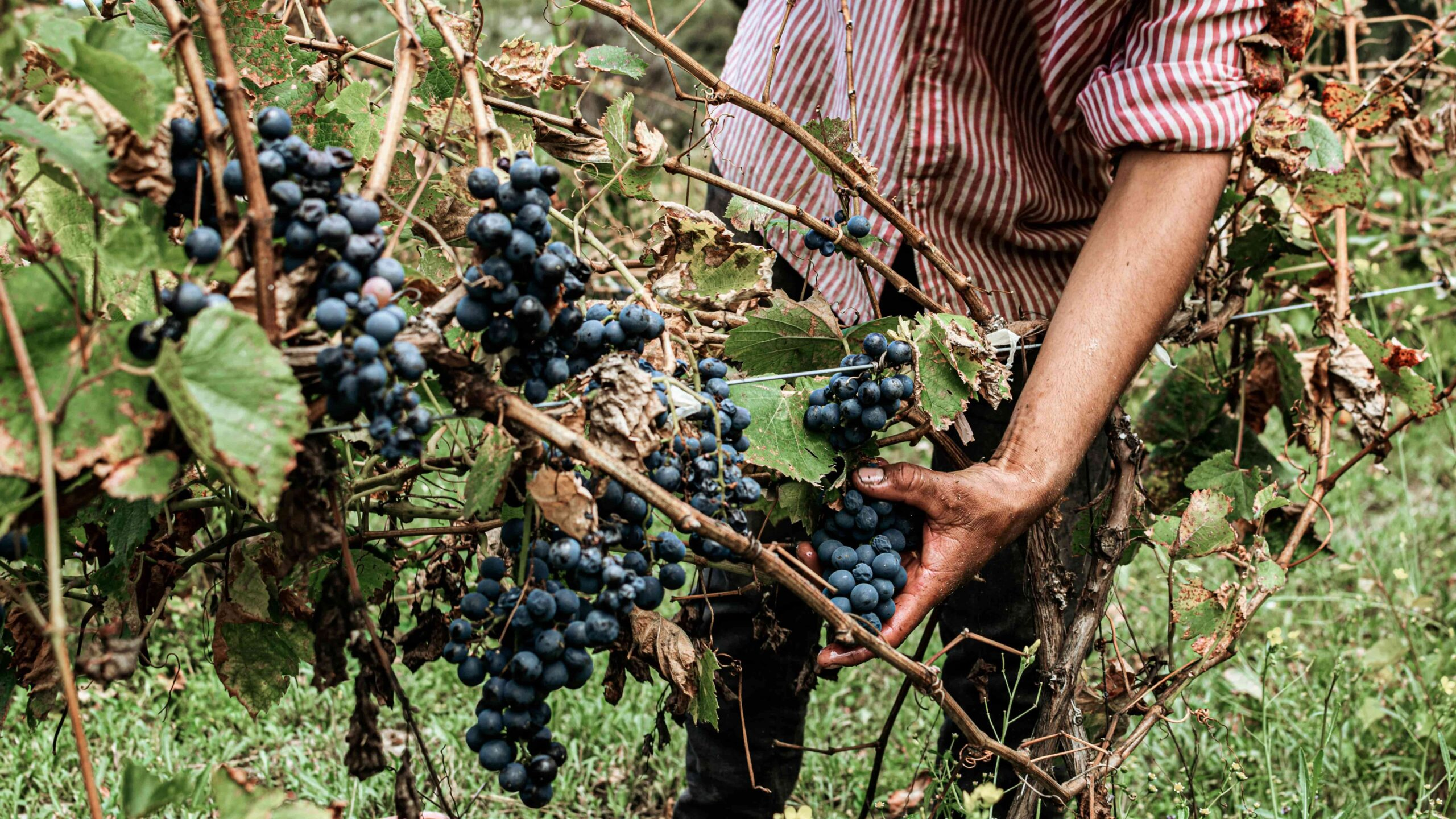 The Rising Natural Wine Movement