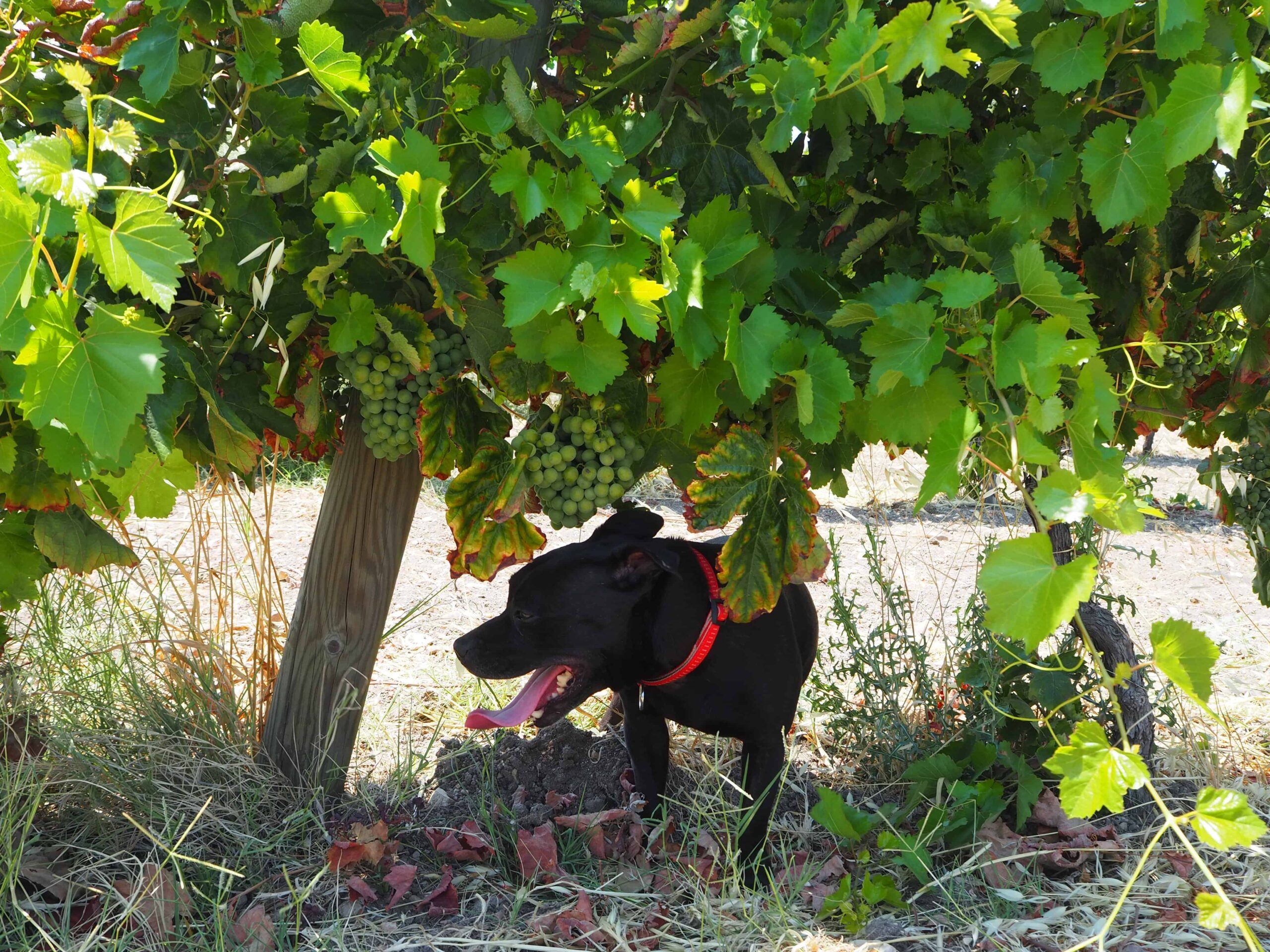 The Rising Natural Wine Movement