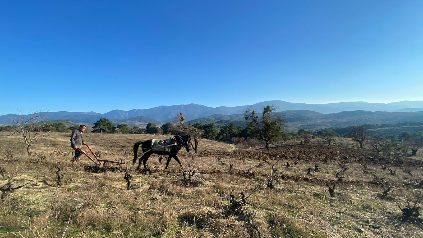 The Rising Natural Wine Movement