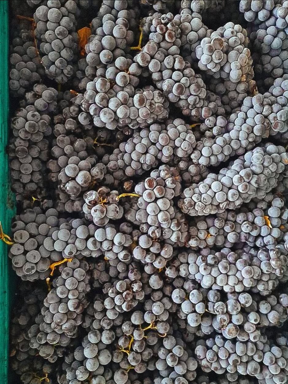 Kendini Tekrar Etmeyen Bir Fikir: Akberg Şarapçılık Kendini Tekrar Etmeyen Bir Fikir: Akberg Şarapçılık