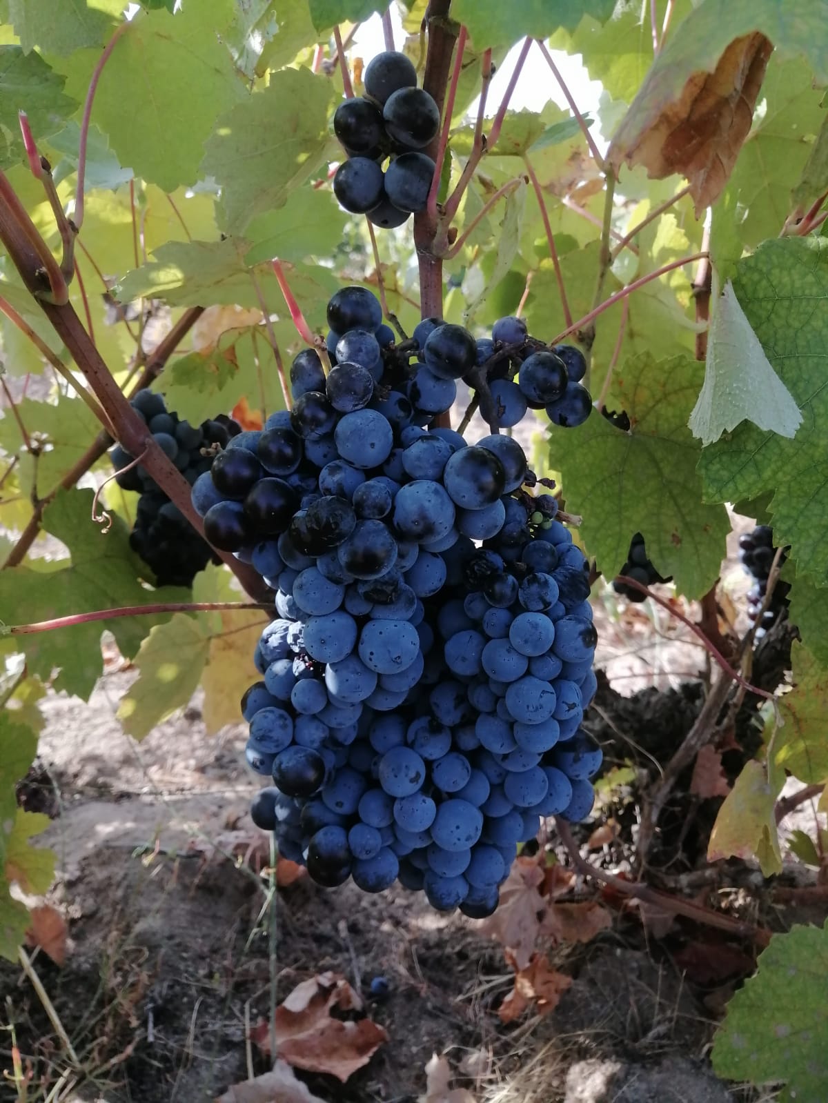 Kendini Tekrar Etmeyen Bir Fikir: Akberg Şarapçılık Kendini Tekrar Etmeyen Bir Fikir: Akberg Şarapçılık