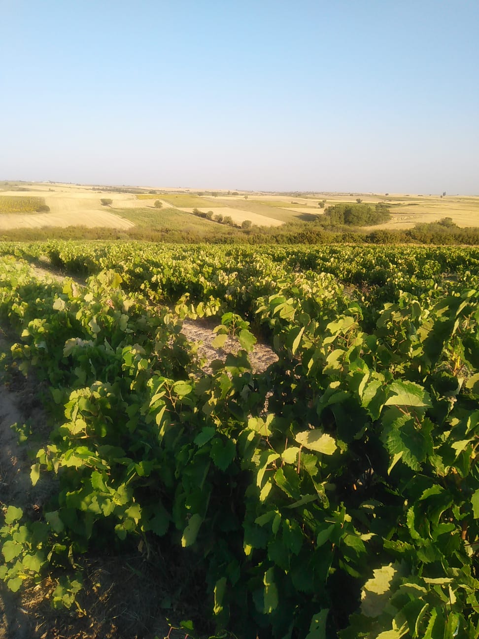 Kendini Tekrar Etmeyen Bir Fikir: Akberg Şarapçılık Kendini Tekrar Etmeyen Bir Fikir: Akberg Şarapçılık